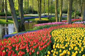 Keukenhof