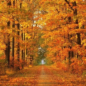 Beautiful-Autumn-Wallpapers-2-321-8599-300x300